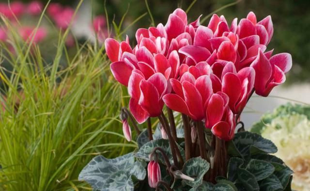 红花花|九月，养花就选这6种，开花美好养活！