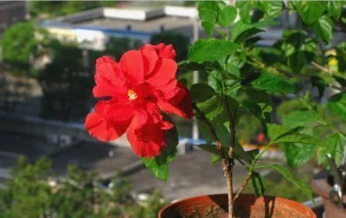 浇水可是技术活,用这些水浇花,连花肥都省了