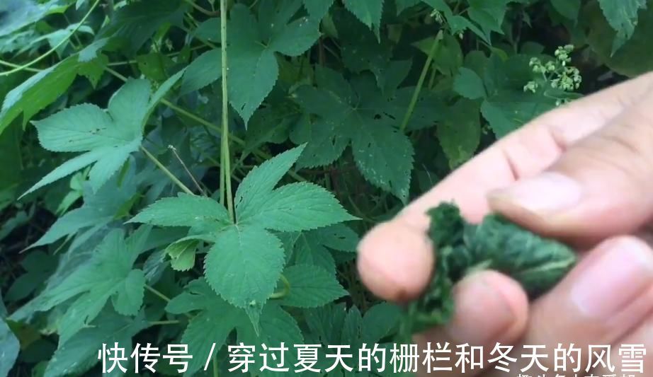 野草|这种让农民十分讨厌的野草,懂得人当宝不懂得人当草!