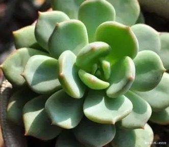 家养多肉有讲究,养花高手给出三个建议,养出老桩太轻松