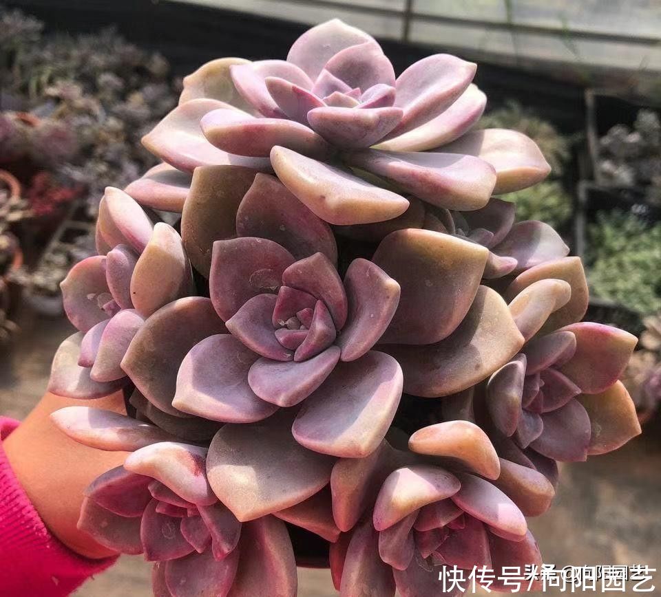 多肉植物|夏天温度这么高，多肉放在露台上，会不会晒坏了？完全没问题