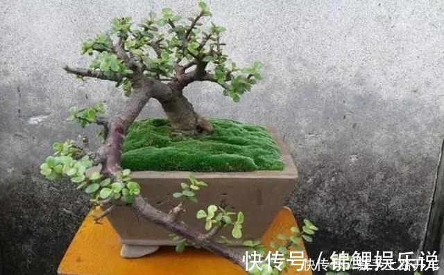 种花|2种花“不值钱”,花匠教3招,几年养成“盆景树”,1盆上千元!