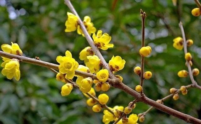 漂亮|5种花冬天再冷也不怕,年前搬进室内,过年就开花,喜庆又漂亮!