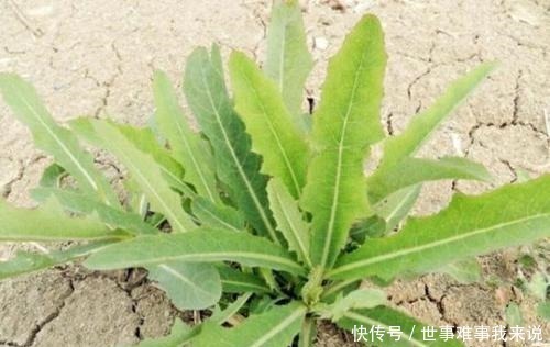 苦菜|藥食同源,民間苦菜,被古本草列為極品,遍布農村鄉下卻少有人知