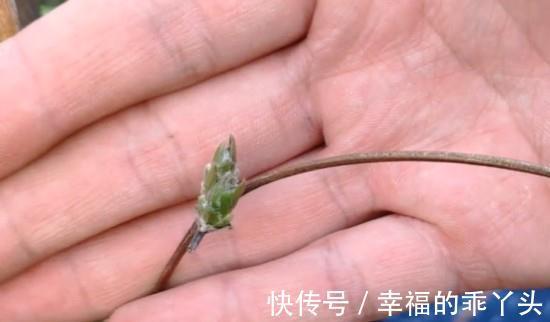 枝条|6种“漂亮花”，冬天剪一剪，保留大花芽，来年开花多一倍