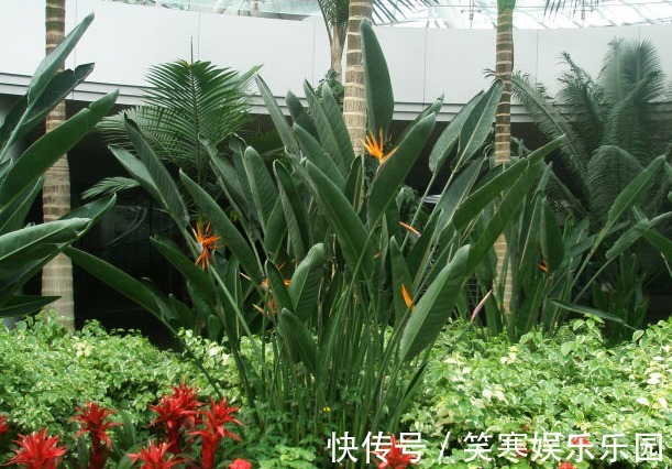 富人喜欢养的4种花,旺人又聚财,寓意美好收获幸福