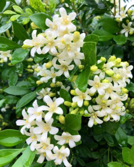 适合客厅的5种大型植物,养一盆大气上档次,空气清新颜值高