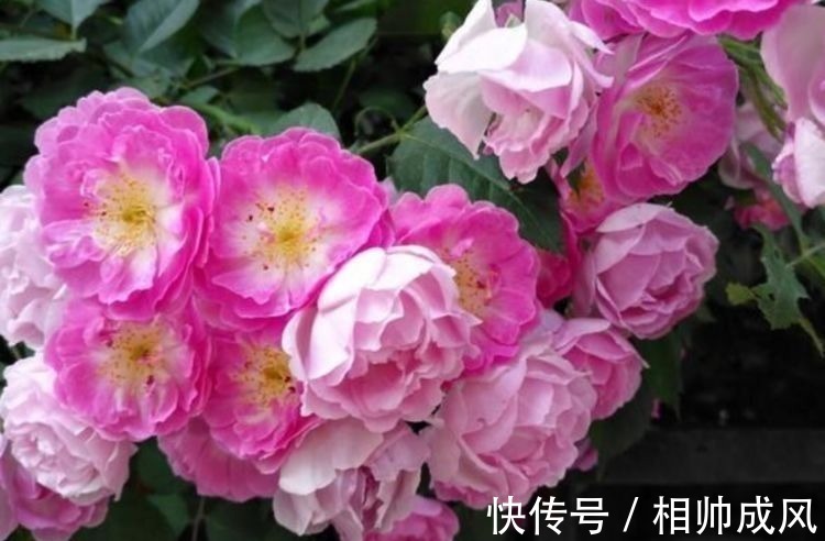 家里要养几种花,开花吉祥又喜庆,比牡丹还美,年年开花美翻