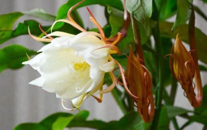 昙花|最有仙气的3种花，迷人的花朵，开满整个花盆，快养起来吧！