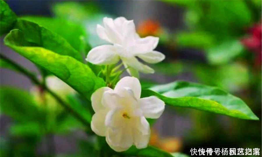 根系|冬天养茉莉花,做好“3个狠”,枝干健康根系壮,到了春天开爆盆
