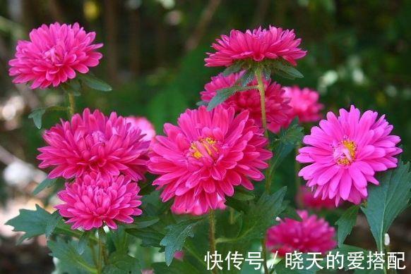 光照|农历7月19日开始，居家养这几款植物，漂亮又养人，花朵大花期长