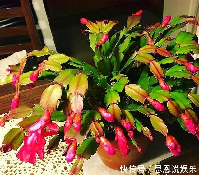 对症下药|蟹爪兰长出新叶是红色,要分情况对待,对症下药,来年才会开满花