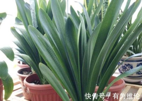 养花“高手”教你“3招”，让君子兰叶片侧看一条线，正看大扇面