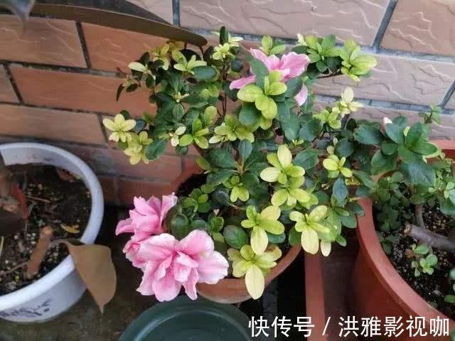 养花|养花养得好,家里磷酸二氢钾不能少,但是“乱用”也不行!