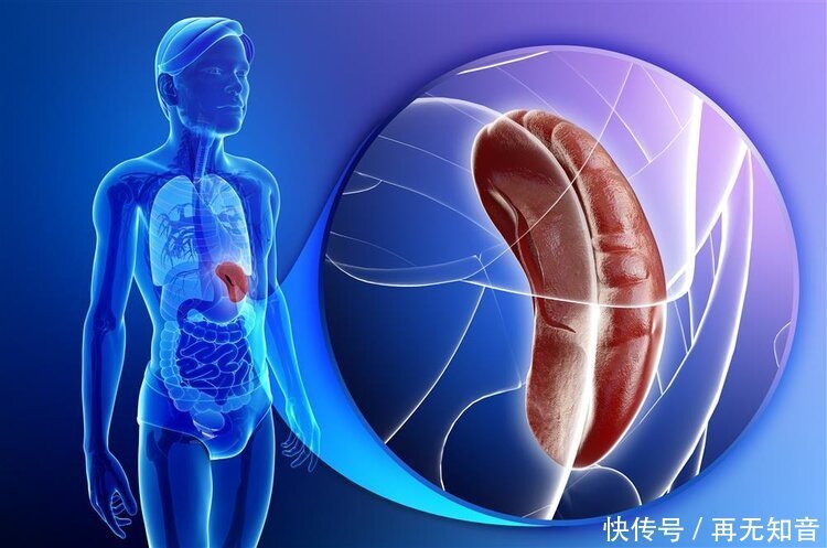 长寿|想长寿，先补脾4种补脾虚的食物要常吃，身体会感激你