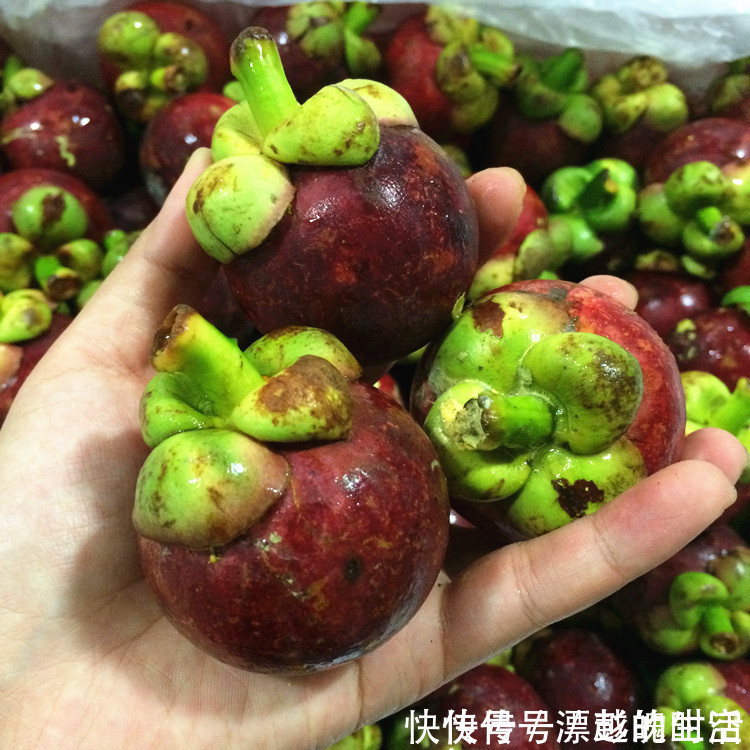 要是你家有空地，推荐这6株果苗，沾土就活，新鲜水果吃不完