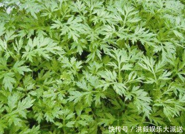 阿姨天天用艾草泡脚，坚持半个月后，身体发生了惊喜的变化