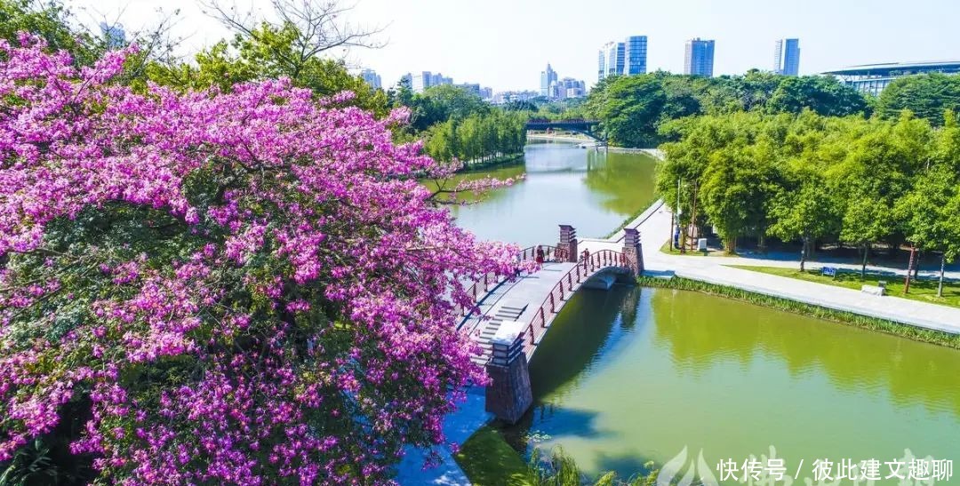 佛山|浪漫满佛山！异木棉怒放，约上TA一起看