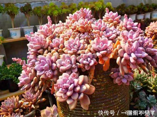 名字很美的多肉,一听名字就知道颜值高,好看又好养才是关键