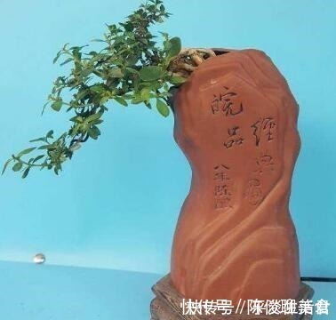 漂亮|这些破烂不要扔,做成“小花盆”,个性又漂亮,比买的强“百倍”!