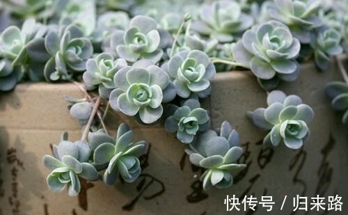 怕多肉冬季休眠该怎么办?盆栽这6样,耐寒好养,天冷不受影响