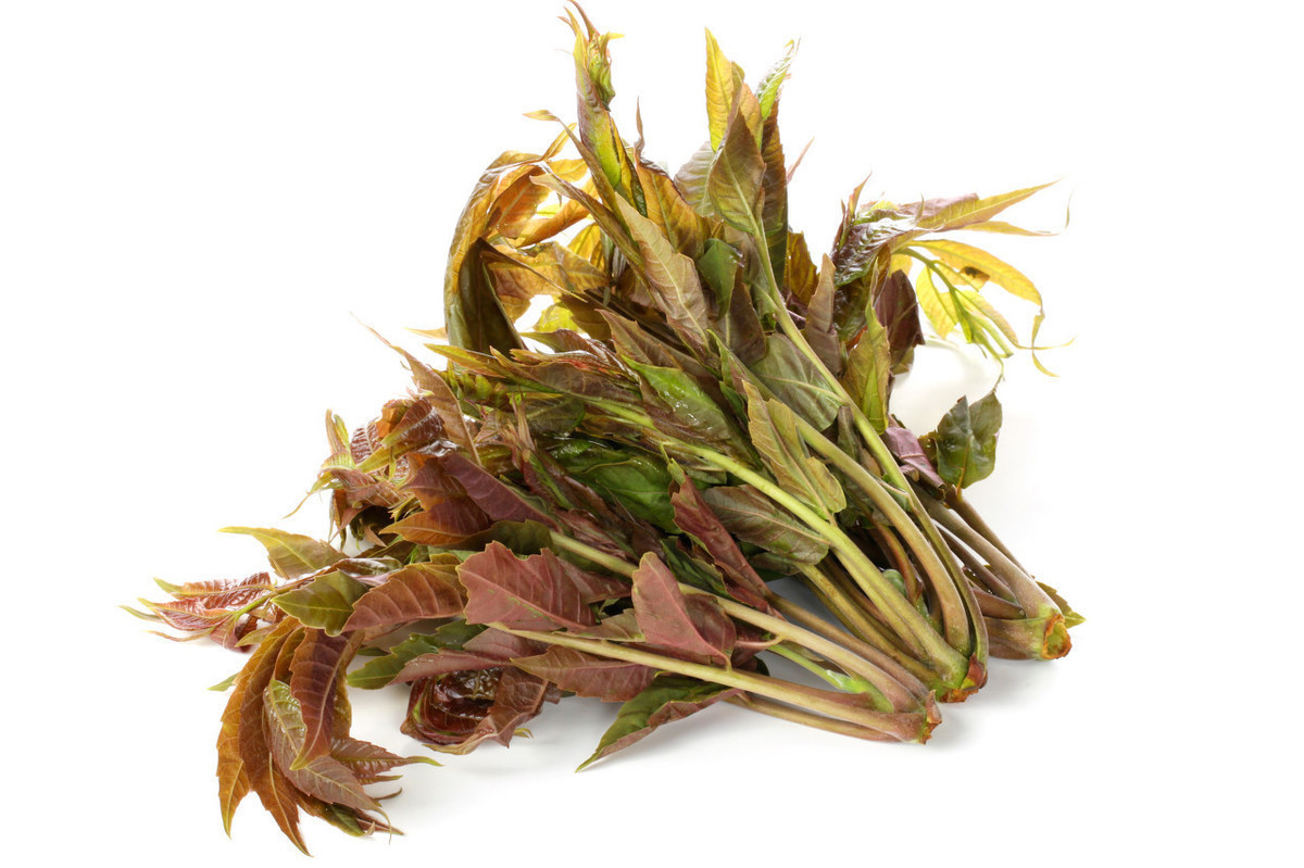 胆固醇|香椿、马齿苋……春季养生多吃野菜,5种健康野菜你最爱哪一种