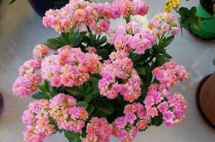 李奶奶把“吊兰”都剪了，2月后却爆盆了，叶子宽又大，特旺