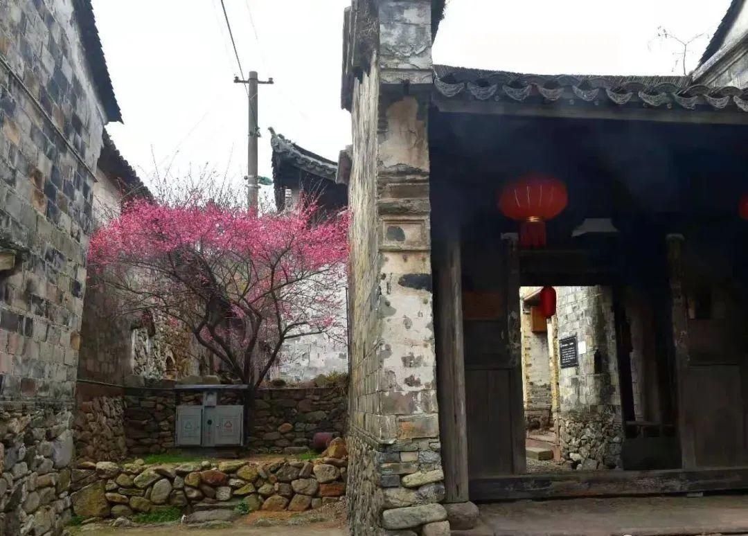 老年|怦然心动！来三门这座“中国画里的村庄”，查收春日小“梅”好！