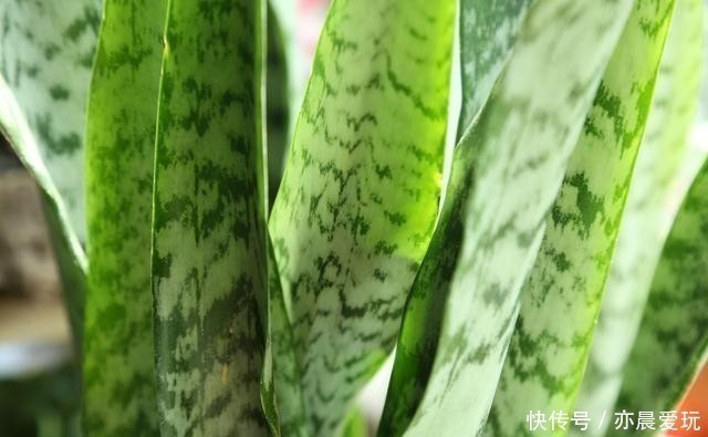 种花|卧室就养4种花，“养人”又养气，不是没有道理