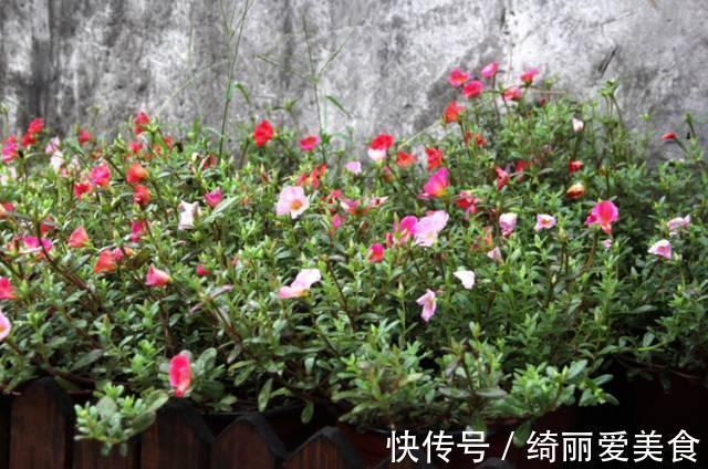 养花技巧:粗生粗养也能四季开花!少养1种都觉得亏了