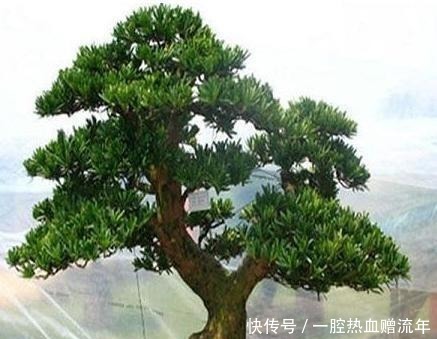 小叶紫檀|有钱人家里必养的3种树家有招财树,想不发财都难了!
