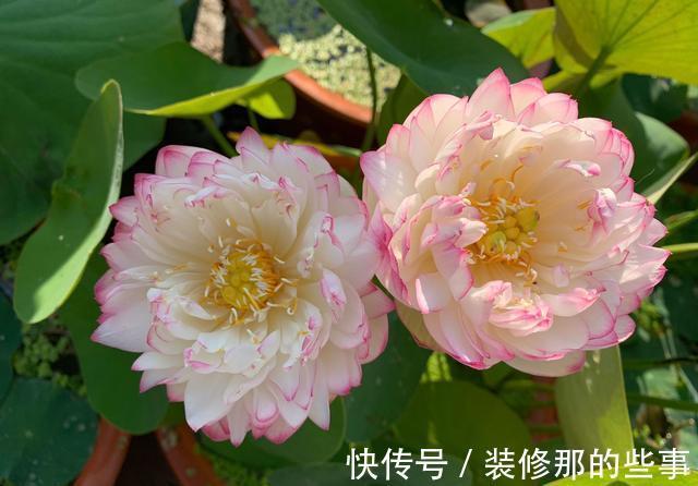 盆栽|农历7月4号起,最适合养这些花,花美若牡丹,开花能力爆强