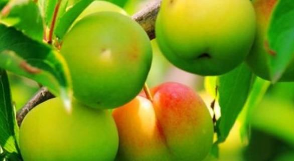  女性要排毒，离不开的食物，排出毒素，滋阴降火，缓解经期腹痛