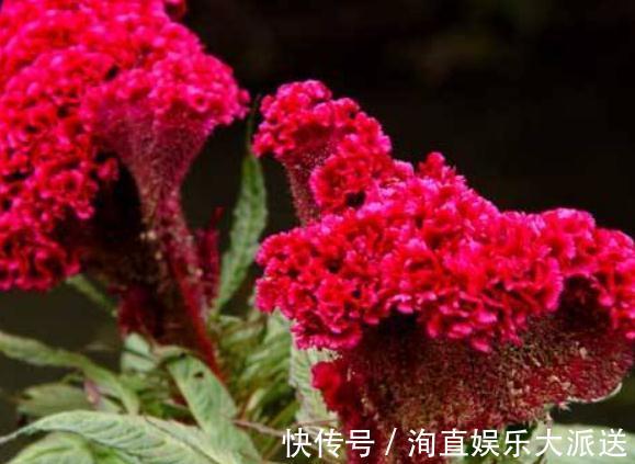 营养成分|新手养鸡冠花,别只会浇水,适当来点“它”,盆盆花开似“蒲扇”