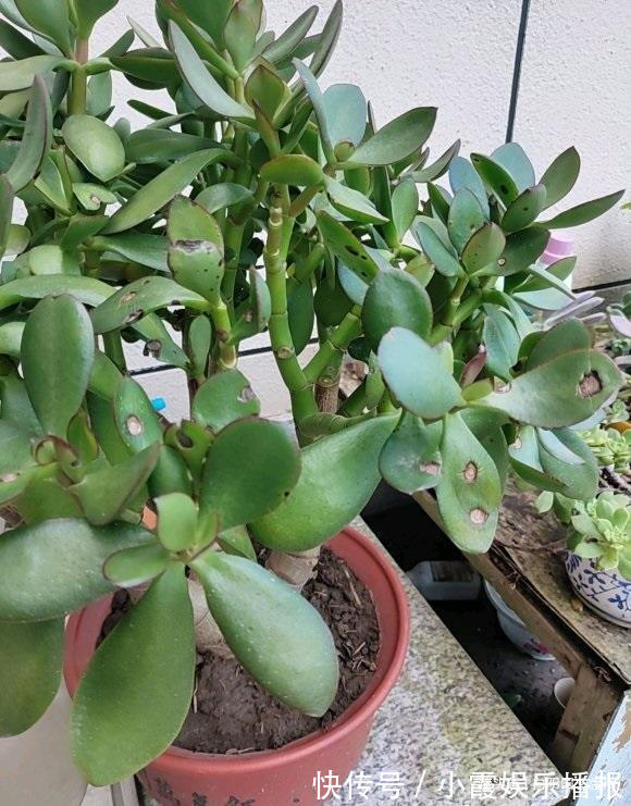 秋季玉树长的快,做到“1剪2喂”,主干变老桩,新叶又胖又圆