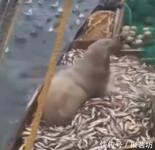 渔民误以为是大丰收,松开渔网之后,大家都表示要跳船