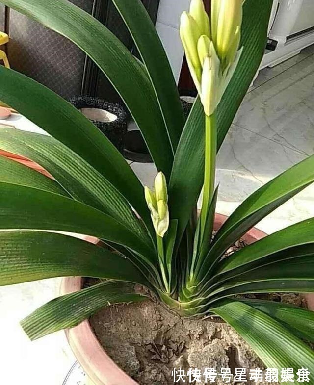 叶土|君子兰盆里放2样东西,啥肥不用给,照样花苞多、叶满盆