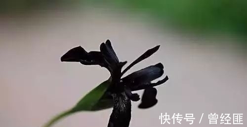 黑杰克|盘点：20种世界上最黑的花，黑的美，黑的妙，黑的呱呱叫