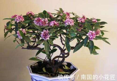 养护|金边瑞香冬天怎么养，这样养护金边瑞香开花更多更漂亮