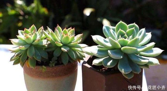 养多肉土不好，容易烂根黑腐，准备两样“物质”，自己配出多肉土