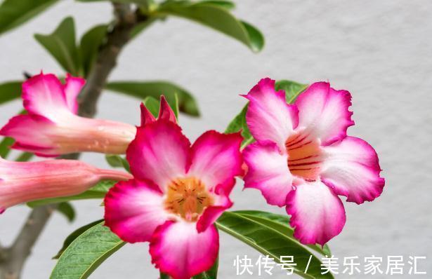 温度低,18种花要“干养”,浇水多很容易冻伤,难养活