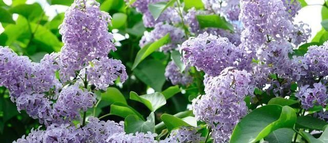 淘米水、羊粪肥都不如这两种肥,什么花都可以用,简单好用