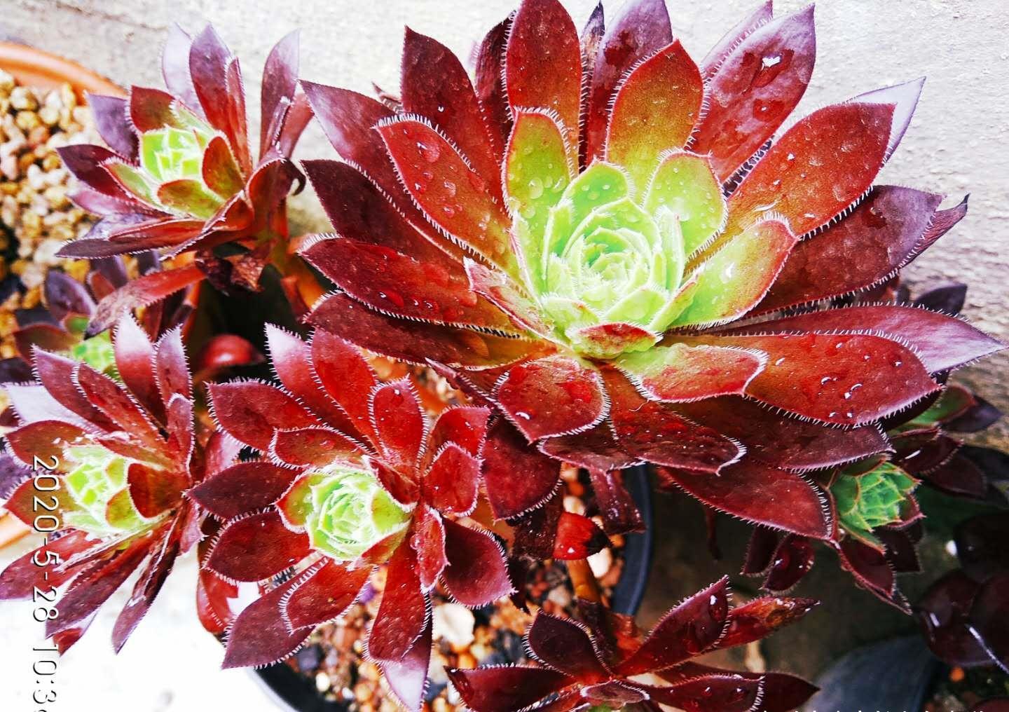 别嫌万象盆丑，其实拿来种多肉很实用，我好些多肉都是用它栽种的