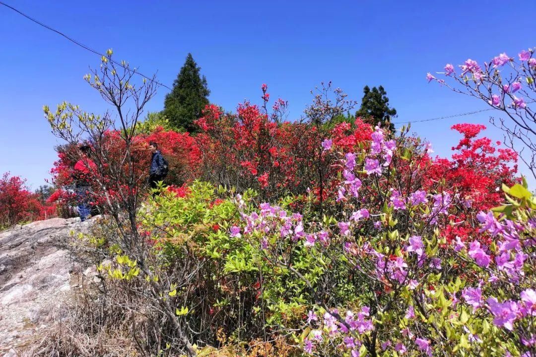 上帝偏爱的山水秘境！日出云海，观星赏花……这个浙南宝地是藏不住啦~