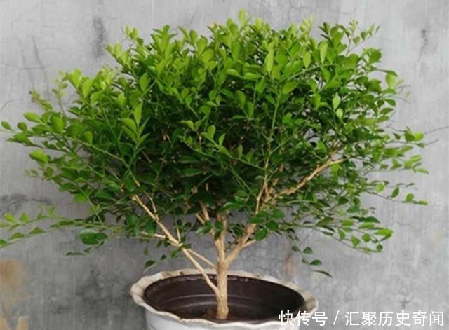 房间|我国“最香”盆栽花卉,净化空气效果好,房间摆1盆,熏得一室香!