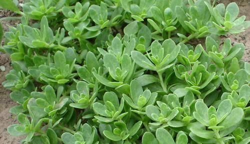 维生素b6|十个女人九个炎症,这3种食物,每天吃两口,从此远离妇科炎症