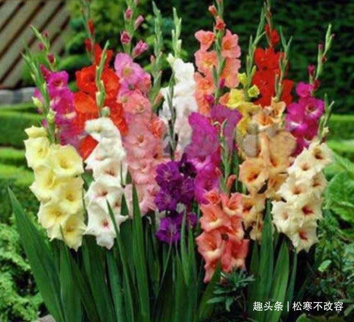 花卉|居家就养此款花卉，要型有型，要香有香，花开富贵、吉祥又喜庆