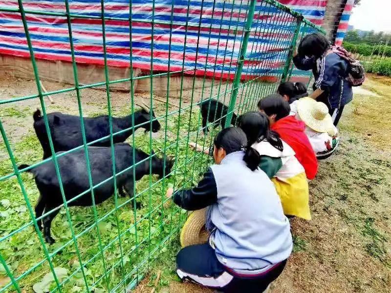  压满|品遍香茗尝甘苦 压满繁花定枯荣