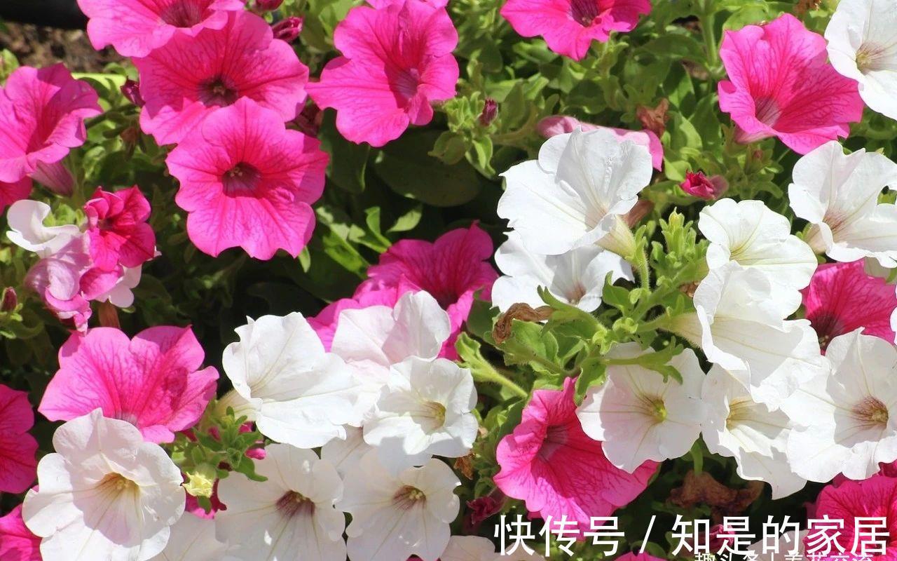 盆栽|养盆栽矮牵牛的时候掌握这几点，可以避免病虫害滋生