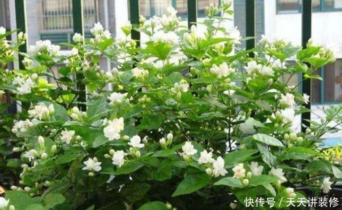 4种富贵花,添福添贵添好运,财运爆发,事业风生水起!